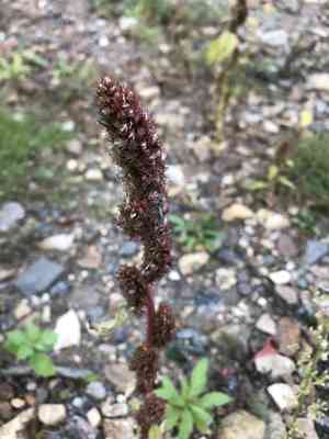 Redroot amaranth(Amaranthus retroflexus)