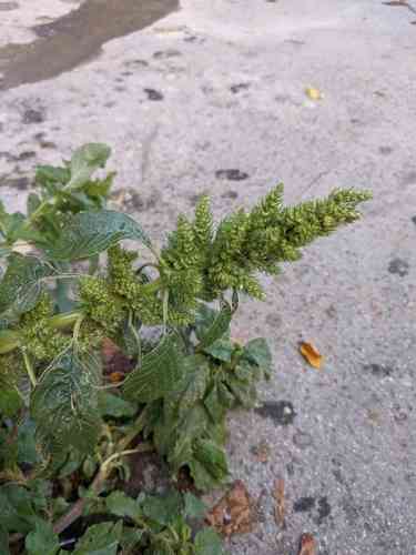 Redroot amaranth(Amaranthus retroflexus)