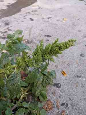 Redroot amaranth(Amaranthus retroflexus)