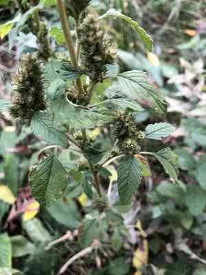 Redroot amaranth(Amaranthus retroflexus)