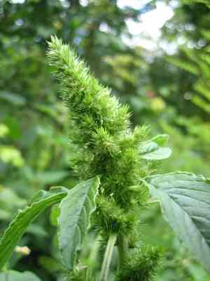 Redroot amaranth(Amaranthus retroflexus)