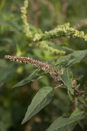 Spiny amaranth(Amaranthus spinosus)