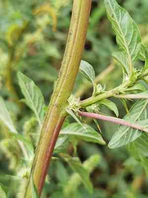 Spiny amaranth(Amaranthus spinosus)