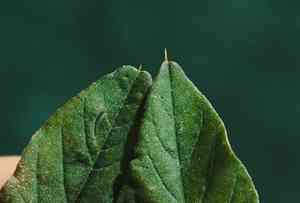 Spiny amaranth(Amaranthus spinosus)
