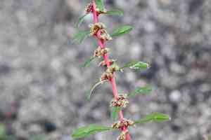Torrey's amaranthus(Amaranthus torreyi)