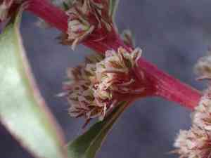 Torrey's amaranthus(Amaranthus torreyi)