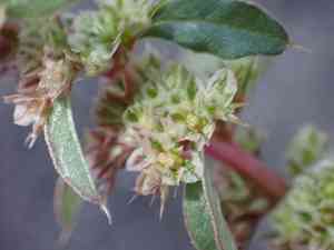 Torrey's amaranthus(Amaranthus torreyi)