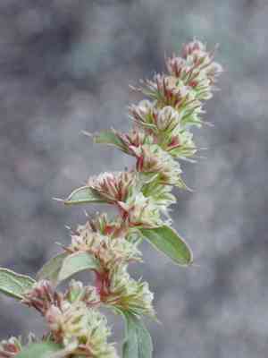 Torrey's amaranthus(Amaranthus torreyi)