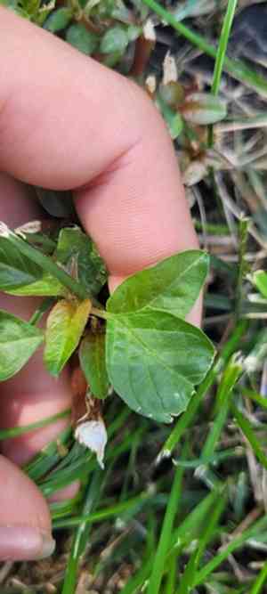 Rough-fruit amaranth(Amaranthus tuberculatus)