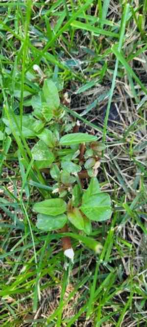 Rough-fruit amaranth(Amaranthus tuberculatus)