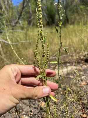 Rough-fruit amaranth(Amaranthus tuberculatus)