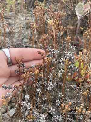Dwarf coastweed(Amblyopappus pusillus)