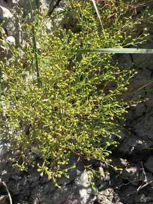 Dwarf coastweed(Amblyopappus pusillus)