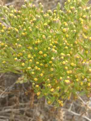 Dwarf coastweed(Amblyopappus pusillus)