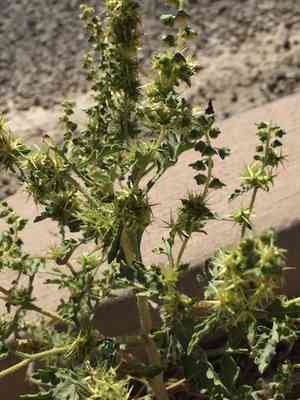 Flatspine bur ragweed(Ambrosia acanthicarpa)
