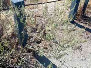 Flatspine bur ragweed(Ambrosia acanthicarpa)