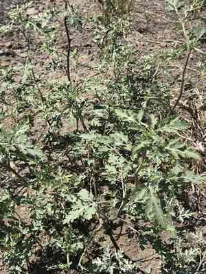 Flatspine bur ragweed(Ambrosia acanthicarpa)
