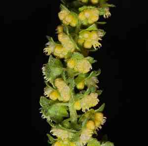 Flatspine bur ragweed(Ambrosia acanthicarpa)
