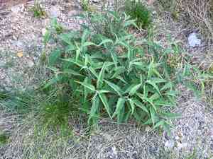Canyon ragweed(Ambrosia ambrosioides)
