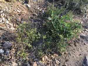 Canyon ragweed(Ambrosia ambrosioides)