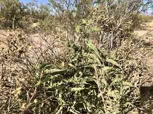 Canyon ragweed(Ambrosia ambrosioides)