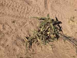 Canyon ragweed(Ambrosia ambrosioides)