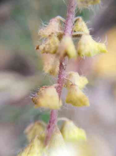 Annual ragweed(Ambrosia artemisiifolia)