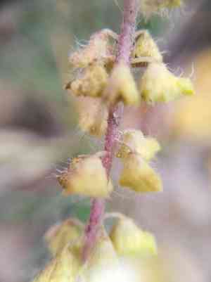 Annual ragweed(Ambrosia artemisiifolia)
