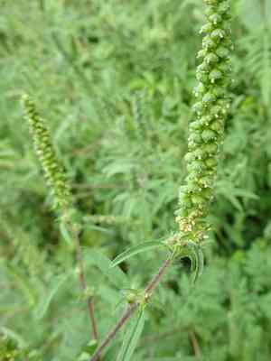 Annual ragweed(Ambrosia artemisiifolia)