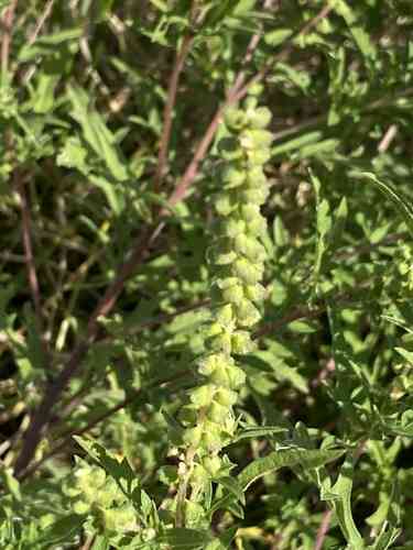 Annual ragweed(Ambrosia artemisiifolia)