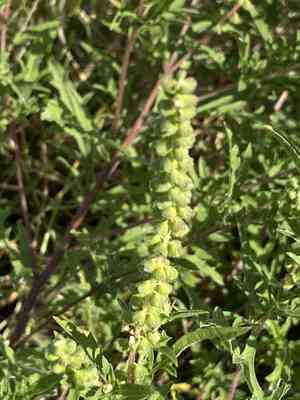 Annual ragweed(Ambrosia artemisiifolia)