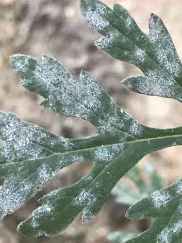 Annual ragweed(Ambrosia artemisiifolia)
