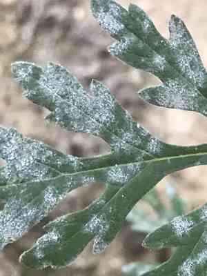 Annual ragweed(Ambrosia artemisiifolia)