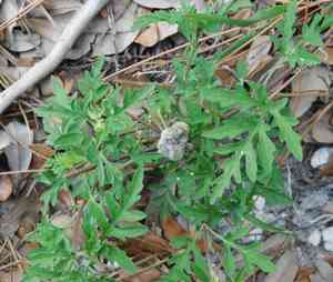 Annual ragweed(Ambrosia artemisiifolia)