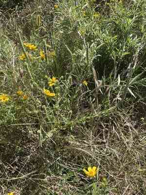 Lanceleaf ragweed(Ambrosia bidentata)