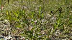 Lanceleaf ragweed(Ambrosia bidentata)