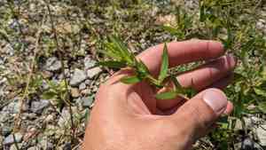 Lanceleaf ragweed(Ambrosia bidentata)
