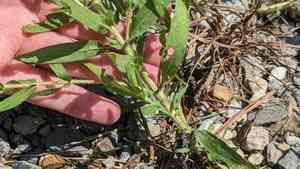 Lanceleaf ragweed(Ambrosia bidentata)