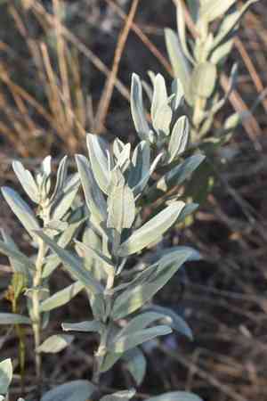 Rio grande ragweed(Ambrosia cheiranthifolia)