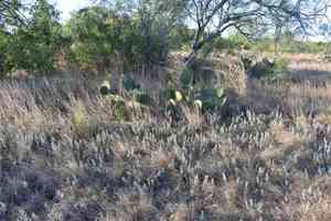 Rio grande ragweed(Ambrosia cheiranthifolia)