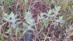 Rio grande ragweed(Ambrosia cheiranthifolia)