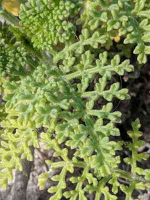 Coastal ragweed(Ambrosia hispida)