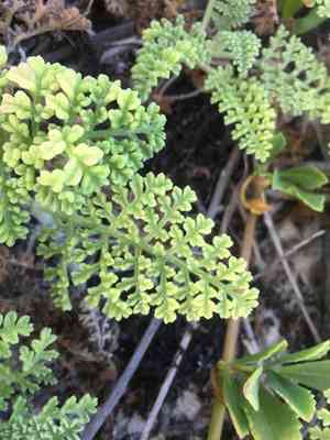 Coastal ragweed(Ambrosia hispida)