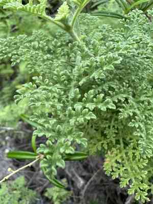 Coastal ragweed(Ambrosia hispida)