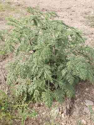 Coastal ragweed(Ambrosia hispida)