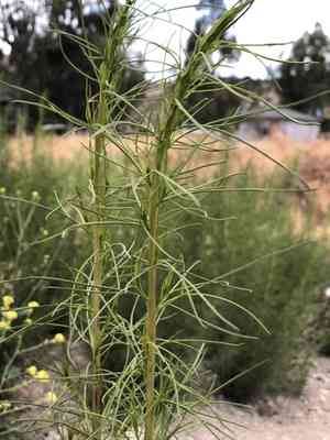 Cheeseweed burrobrush(Ambrosia monogyra)