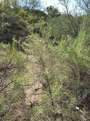 Cheeseweed burrobrush(Ambrosia monogyra)