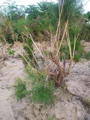 Cheeseweed burrobrush(Ambrosia monogyra)