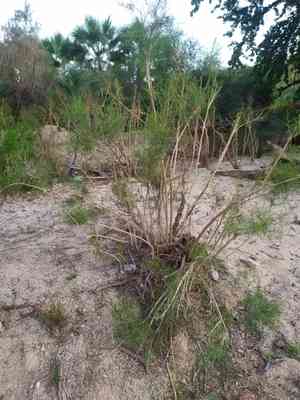 Cheeseweed burrobrush(Ambrosia monogyra)