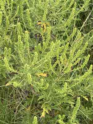Cuman ragweed(Ambrosia psilostachya)
